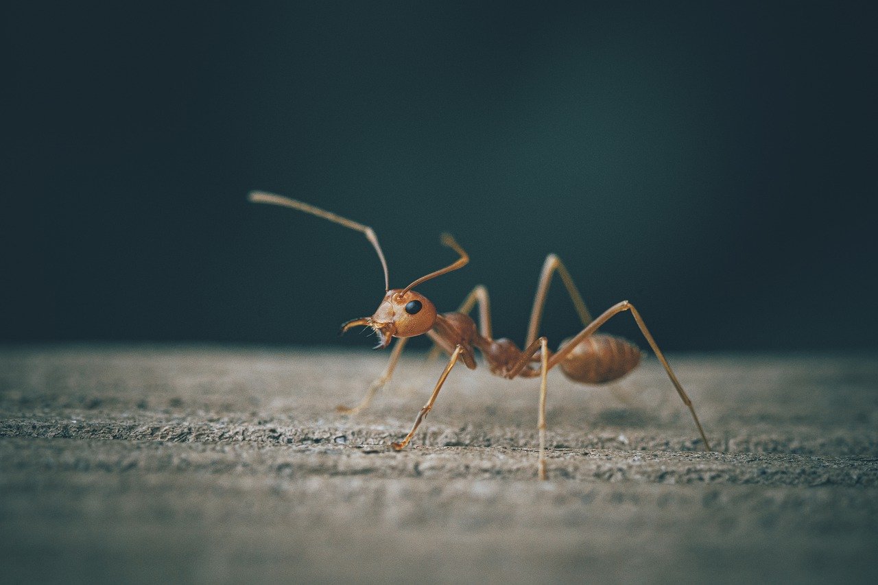 ant, insect, entomology-6709161.jpg