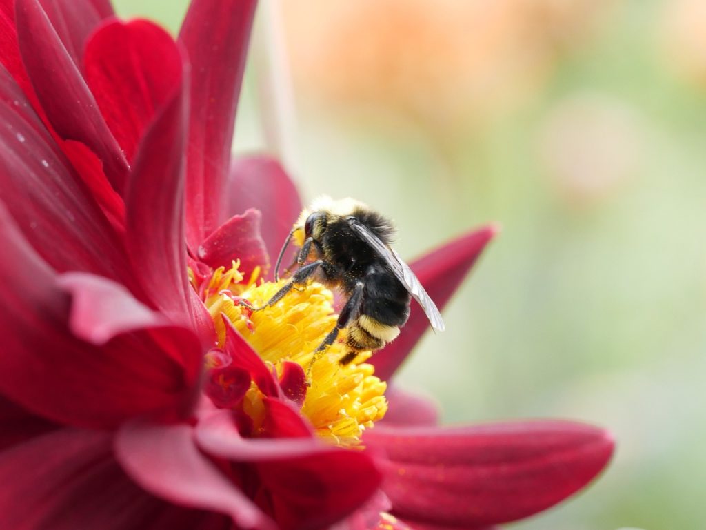 bumble bee, flower, petals-5547444.jpg