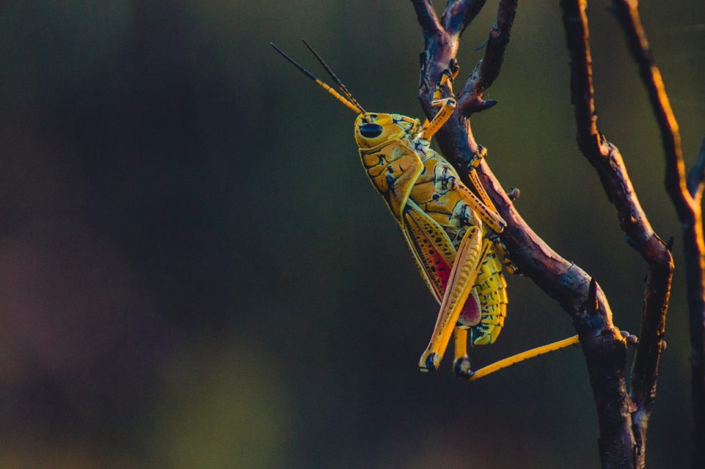 cricket, insect, fauna-1031083.jpg